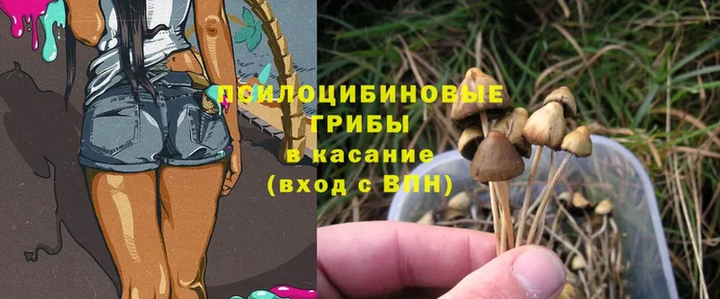 где купить   Железноводск  Псилоцибиновые грибы GOLDEN TEACHER 