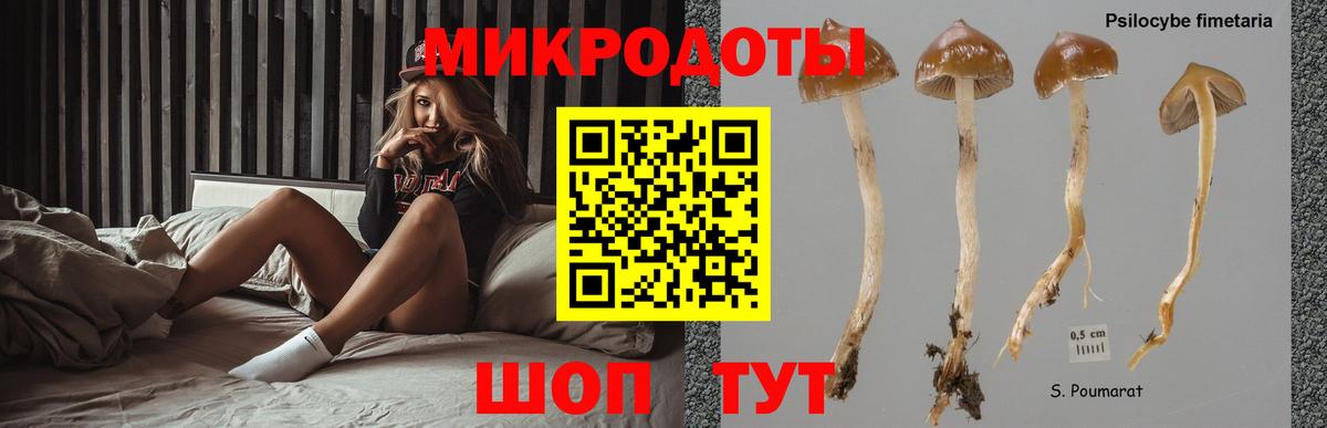 Псилоцибиновые грибы Psilocybe  Железноводск  Псилоцибиновые грибы Psilocybine cubensis 